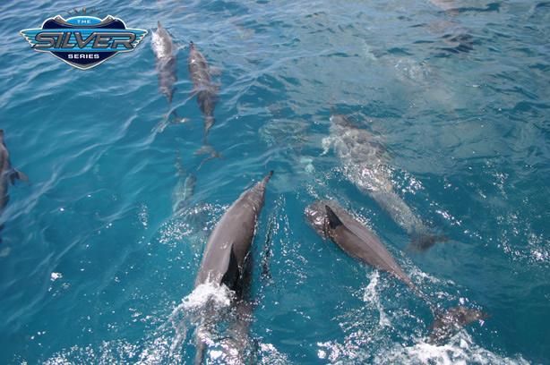 Dolphins racing Silversonic