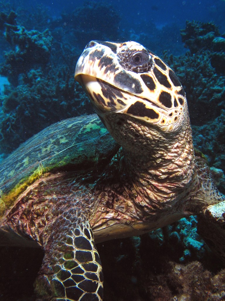 Turtle Great Barrier Reef