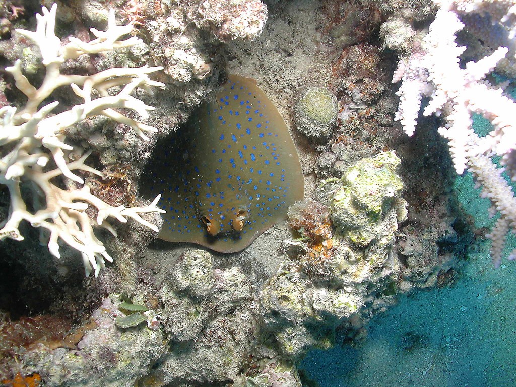 Blue Spotted RayIX