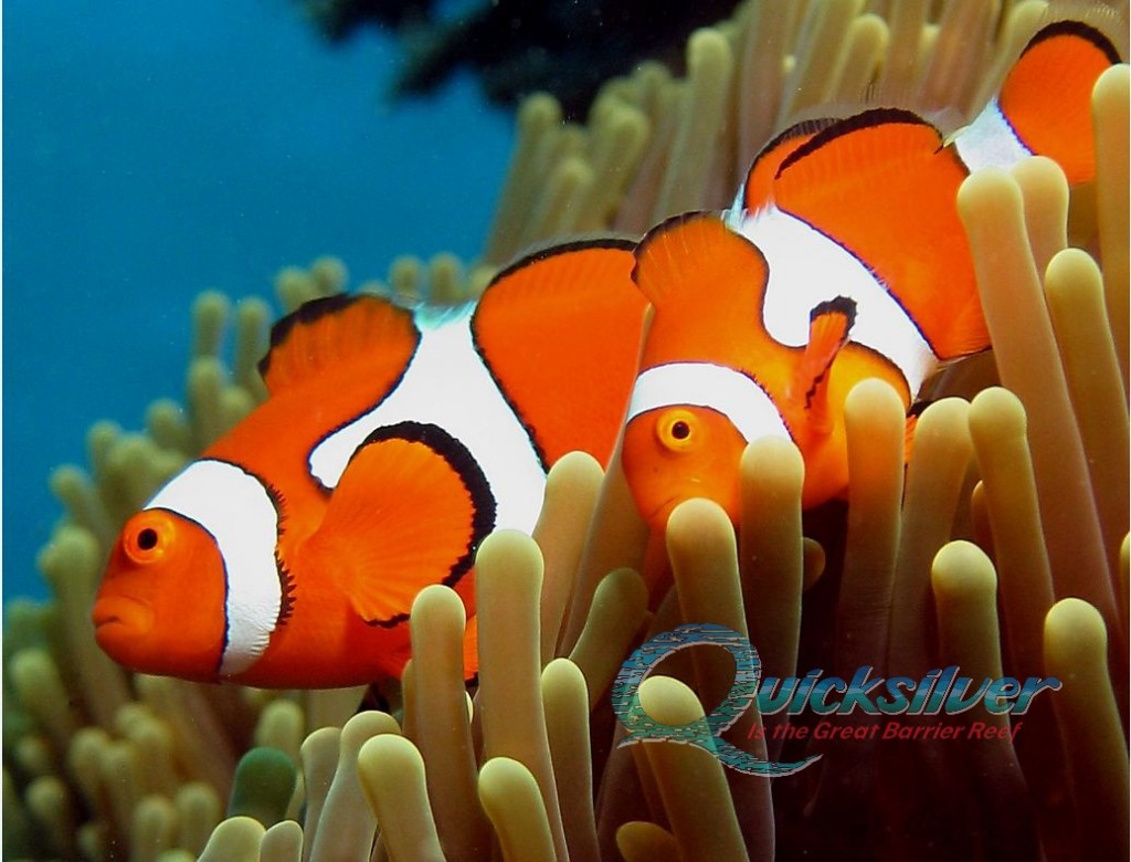 Clownfish couple on Great Barrier Reef