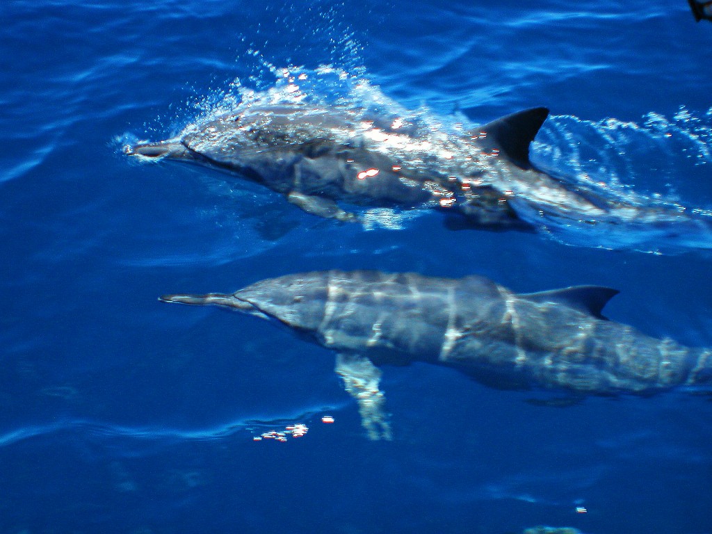 Spinner Dolphin Great Barrier Reef