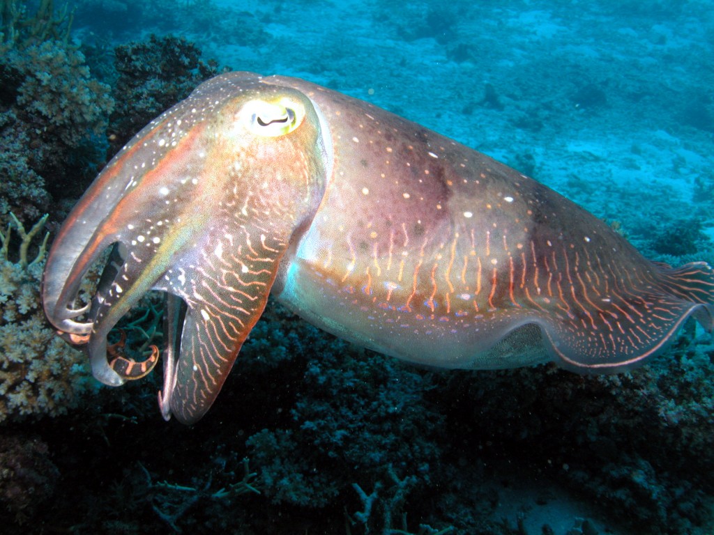 Cuttlefish Great Barrier Reef