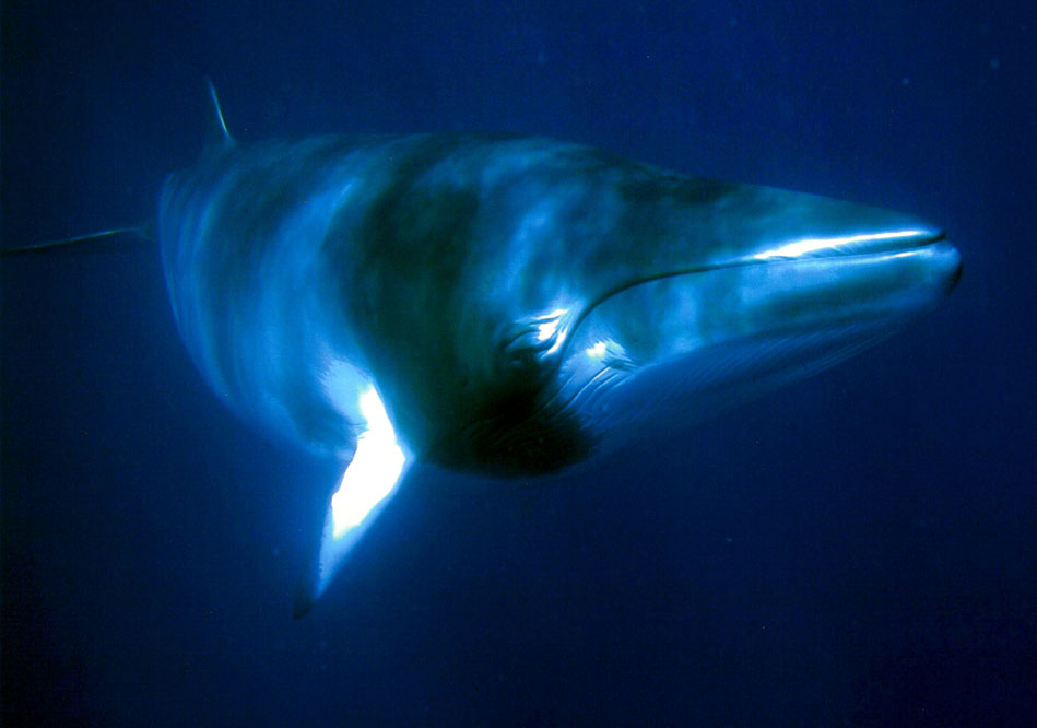 Minke Whale Great Barrier Reef