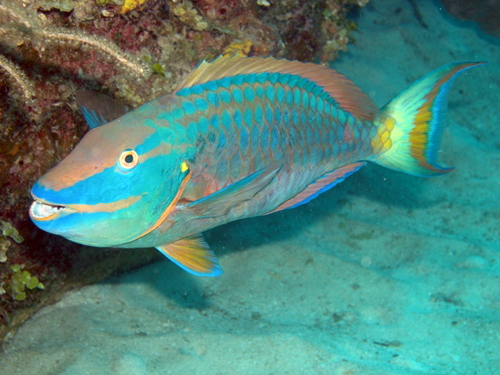 Parrotfish Great Barrier Reef 