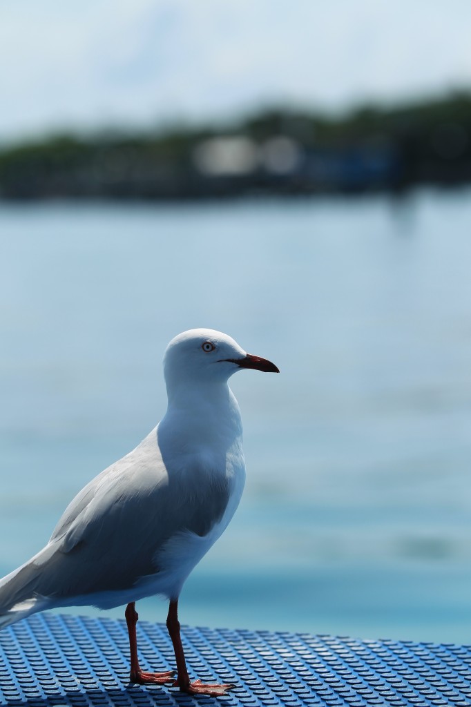 Birds of the Great Barrier Reef