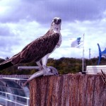 Osprey, Green Island