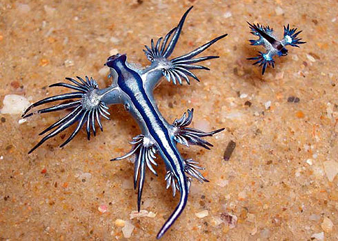 blue seaslug glaucus marginatus