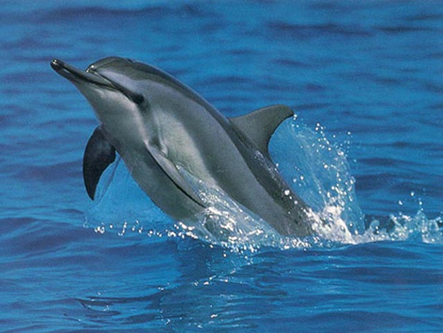 Spinner Dolphin Great Barrier Reef
